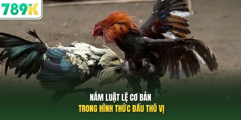 Nắm luật lệ cơ bản trong hình thức đấu thú vị